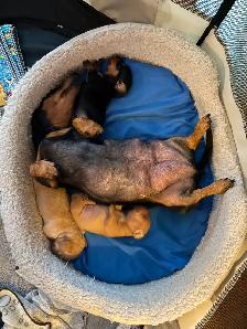 Miniature Dachshund Puppy Available in Errington - Photo 2