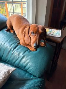 Miniature Dachshund Puppy Available in Errington - Photo 3