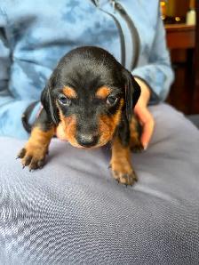 Miniature Dachshund Puppy Available in Errington - Photo 4