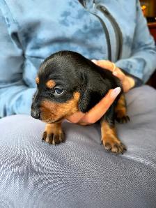 Miniature Dachshund Puppy Available in Errington - Photo 5