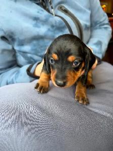 Miniature Dachshund Puppy Available in Errington - Photo 6