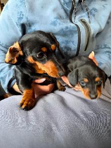 Miniature Dachshund Puppy Available in Errington - Photo 7