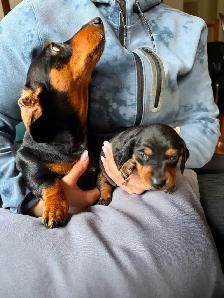 Miniature Dachshund Puppy Available in Errington - Photo 8