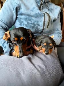 Miniature Dachshund Puppy Available in Errington - Photo 9