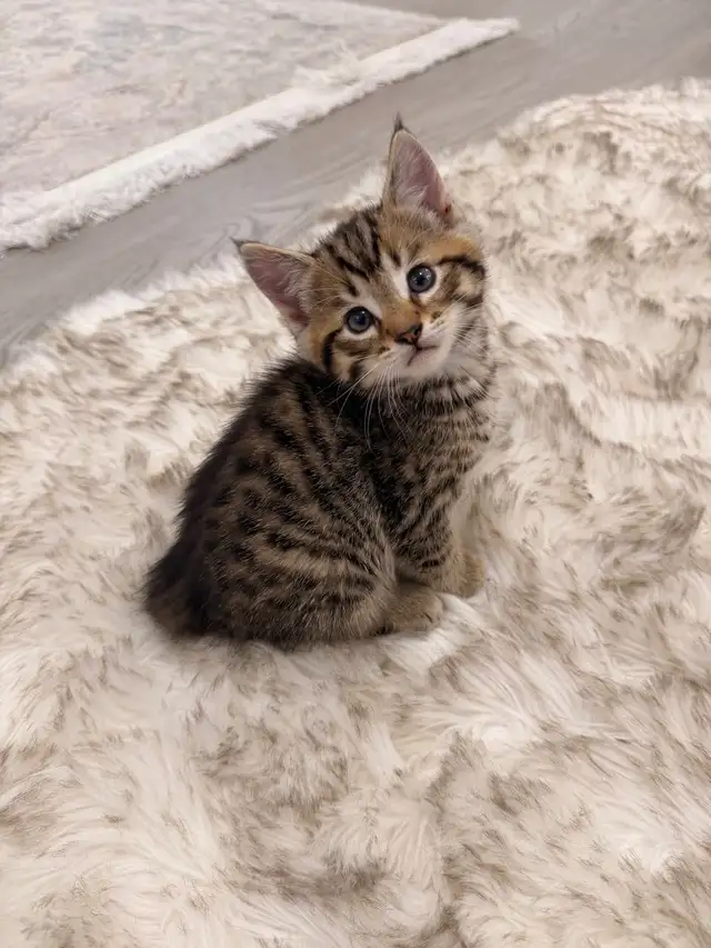 Bengal x Siberian Kitten ⭐️