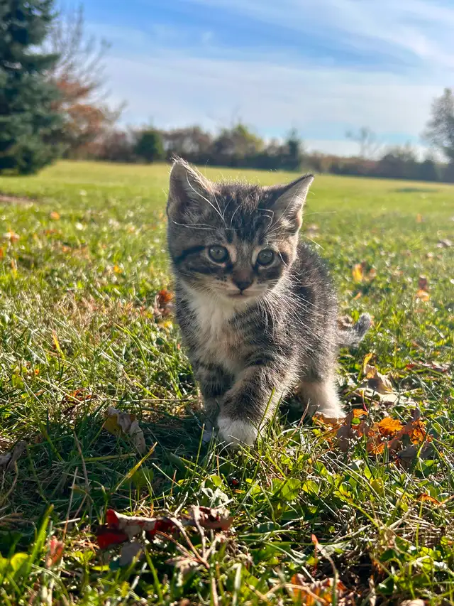 Adorable kittens