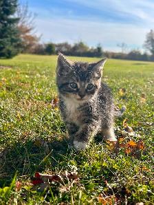 Adorable kittens