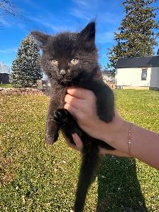 Adorable kittens - Photo 2