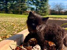 Adorable kittens - Photo 3