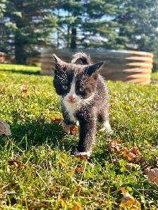 Adorable kittens - Photo 4