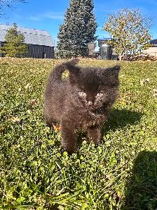Adorable kittens - Photo 5