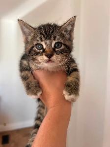 Adorable kittens - Photo 6