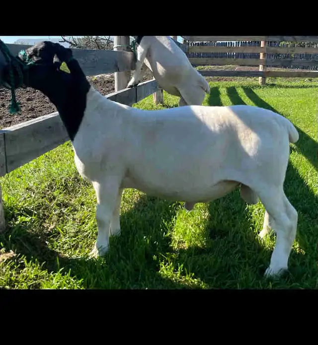 Looking for Dorper Ram