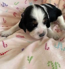 English Springer Spaniel puppies for sale - Photo 4