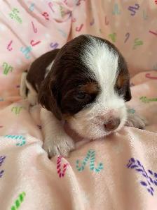 English Springer Spaniel puppies for sale - Photo 5