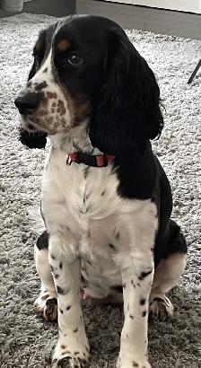 English Springer Spaniel puppies for sale - Photo 7