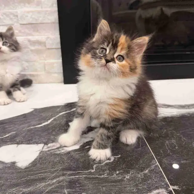 •❤️Siberian Kittens ❤️•(647) 362-8118