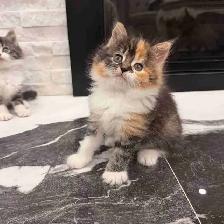 •❤️Siberian Kittens ❤️•(647) 362-8118