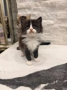 •❤️Siberian Kittens ❤️•(647) 362-8118 - Photo 2