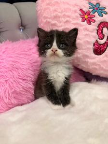 •❤️Siberian Kittens ❤️•(647) 362-8118 - Photo 3