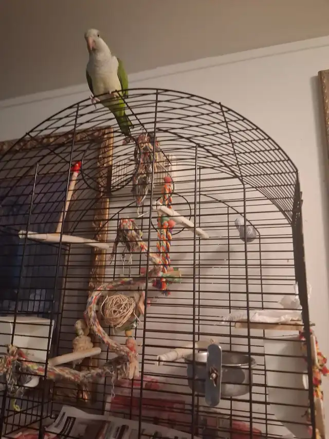 Rehoming Budgie Parrot