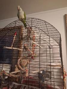 Rehoming Budgie Parrot
