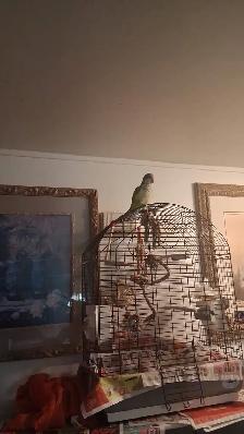 Rehoming Budgie Parrot - Photo 2