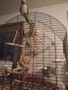 Rehoming Budgie Parrot - Photo 3