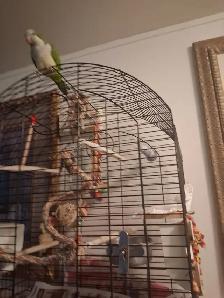 Rehoming Budgie Parrot - Photo 4
