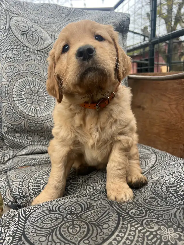 Golden Retriever Puppies