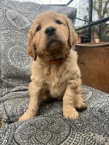 Golden Retriever Puppies