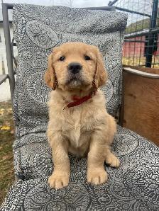 Golden Retriever Puppies - Photo 2