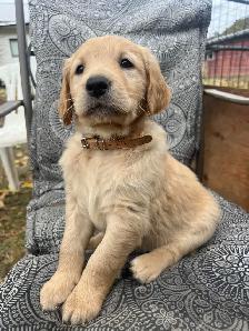 Golden Retriever Puppies - Photo 3