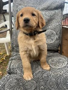 Golden Retriever Puppies - Photo 4