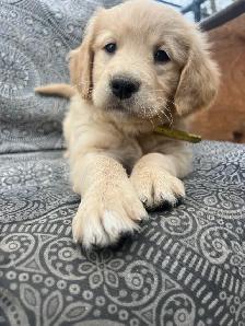 Golden Retriever Puppies - Photo 5