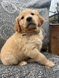 Golden Retriever Puppies - Photo 6