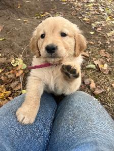 Golden Retriever Puppies - Photo 7