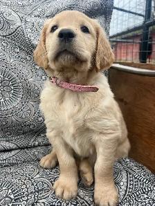Golden Retriever Puppies - Photo 8
