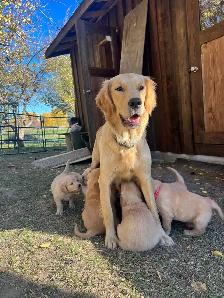 Golden Retriever Puppies - Photo 9