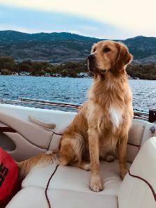 Golden Retriever Puppies - Photo 10