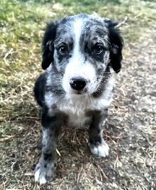 F1 mini and medium Bernedoodles gorgeous puppies M/F