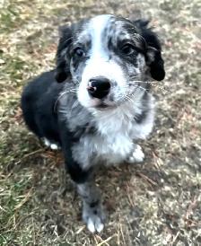 F1 mini and medium Bernedoodles gorgeous puppies M/F - Photo 2
