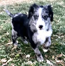 F1 mini and medium Bernedoodles gorgeous puppies M/F - Photo 3