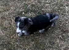 F1 mini and medium Bernedoodles gorgeous puppies M/F - Photo 4