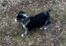 F1 mini and medium Bernedoodles gorgeous puppies M/F - Photo 5