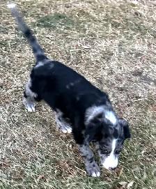 F1 mini and medium Bernedoodles gorgeous puppies M/F - Photo 6
