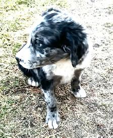 F1 mini and medium Bernedoodles gorgeous puppies M/F - Photo 7