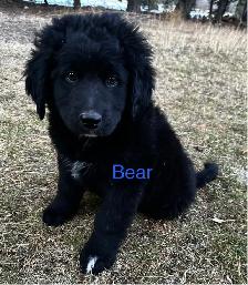 F1 mini and medium Bernedoodles gorgeous puppies M/F - Photo 8