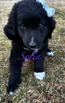 F1 mini and medium Bernedoodles gorgeous puppies M/F - Photo 9