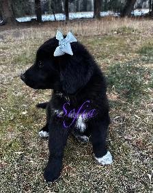 F1 mini and medium Bernedoodles gorgeous puppies M/F - Photo 10